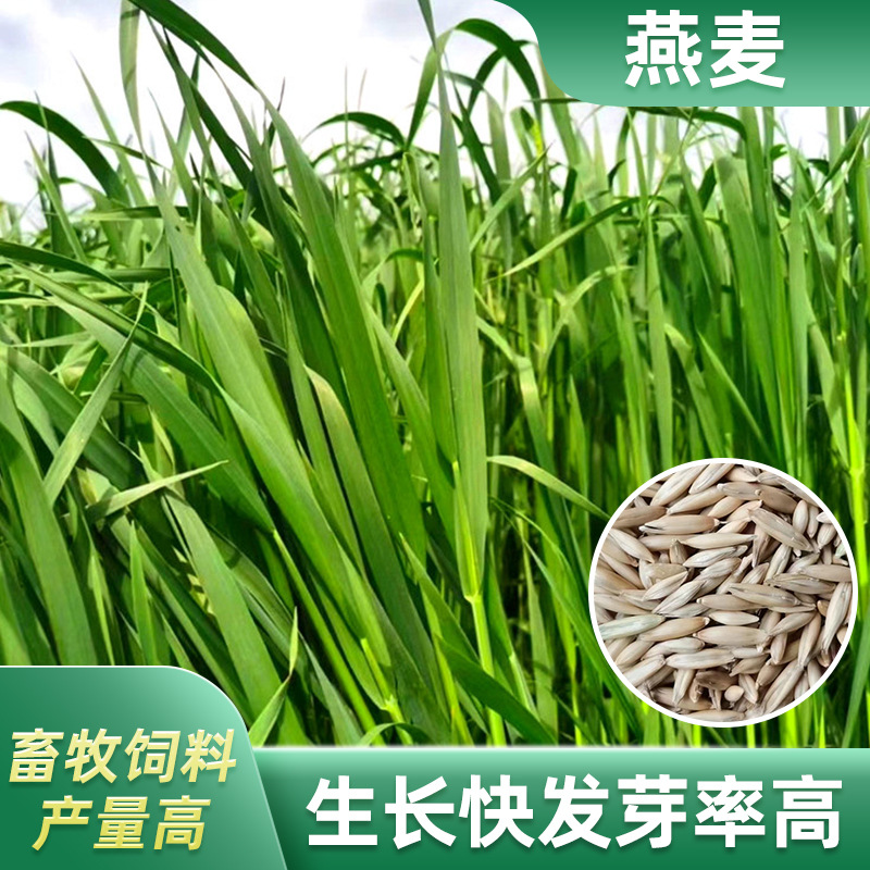 燕麦种籽 	 盐碱地适合种植 好生长发芽快 产量高牧草种子