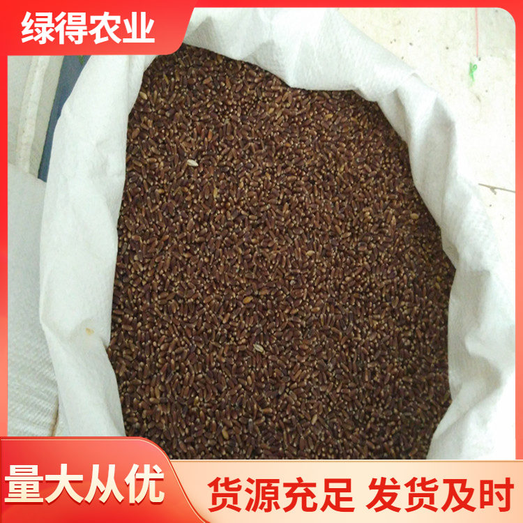 黑小麦种子商家