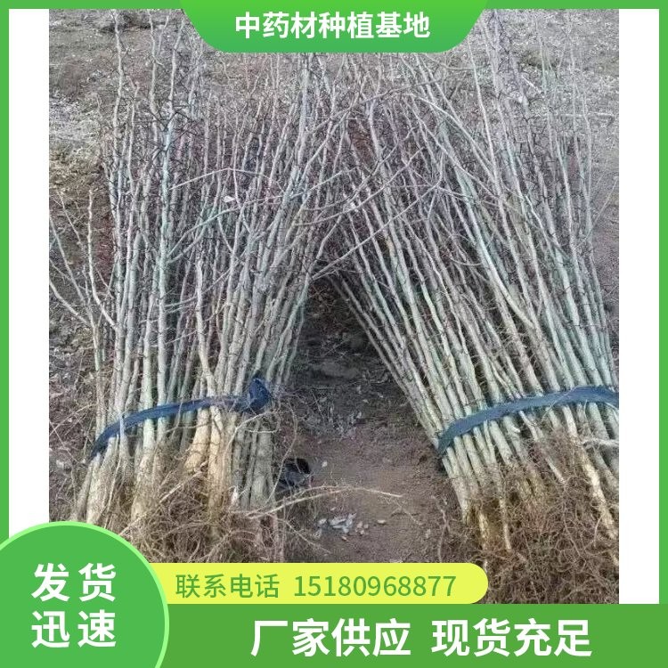 皂角刺种苗 批发价格 种植基地批发