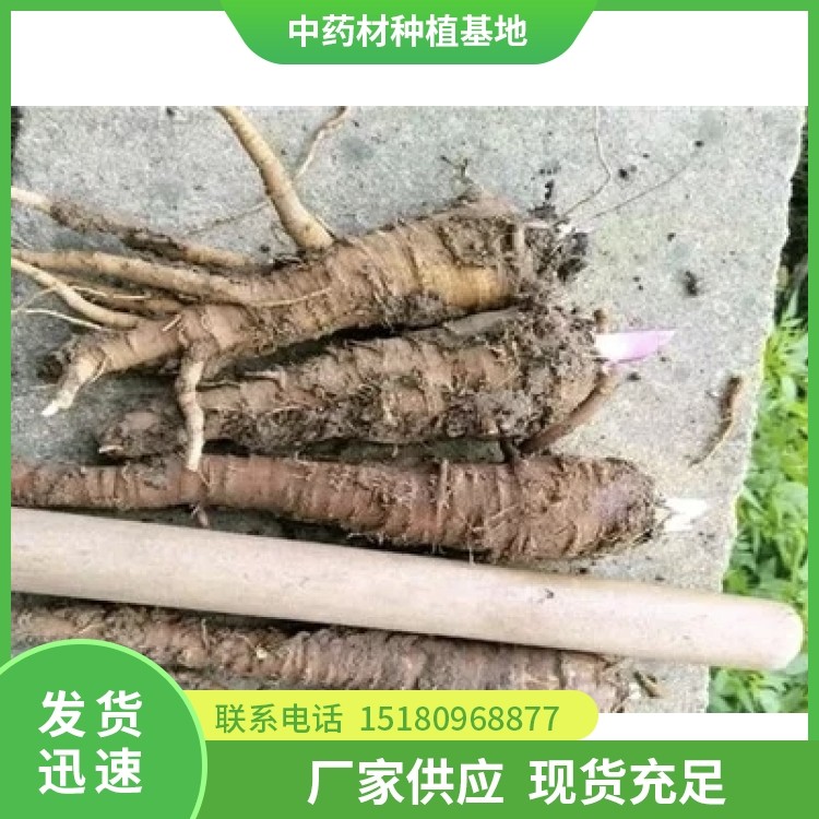 白芷种子种苗 批发价格 种植基地批发