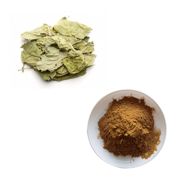 水溶桑叶粉 桑叶dnj含量规格定制 斯诺特生物
