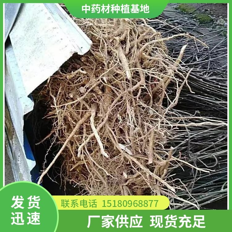 黄柏种苗 批发价格 大量现货批发