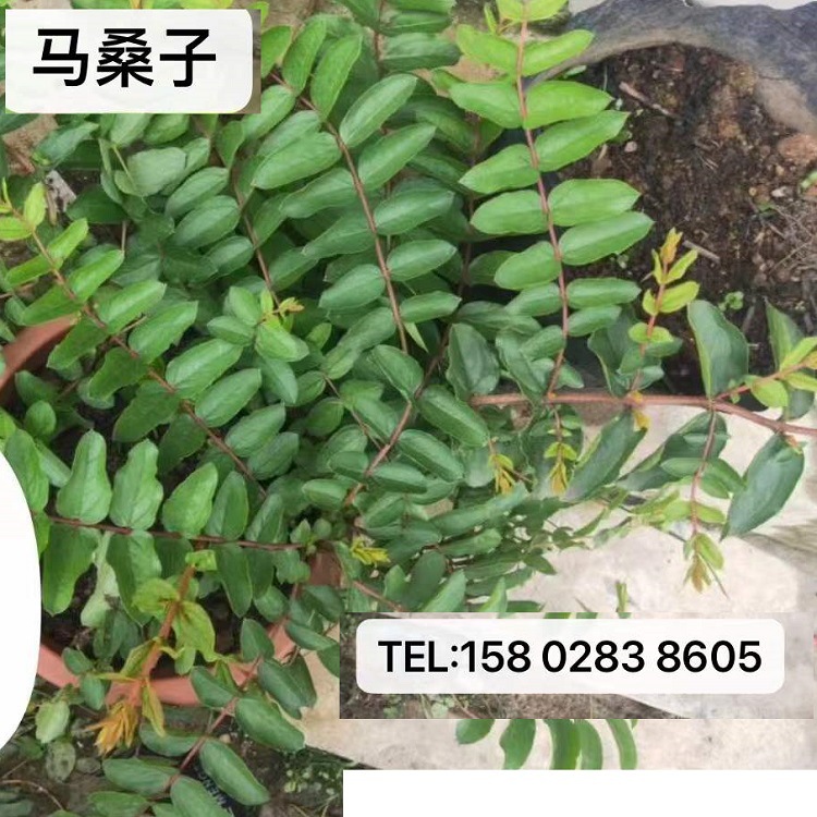 刺槐四川批发多花木兰豆常绿银合欢紫穗边坡爬山虎油麻藤黄花槐厂商