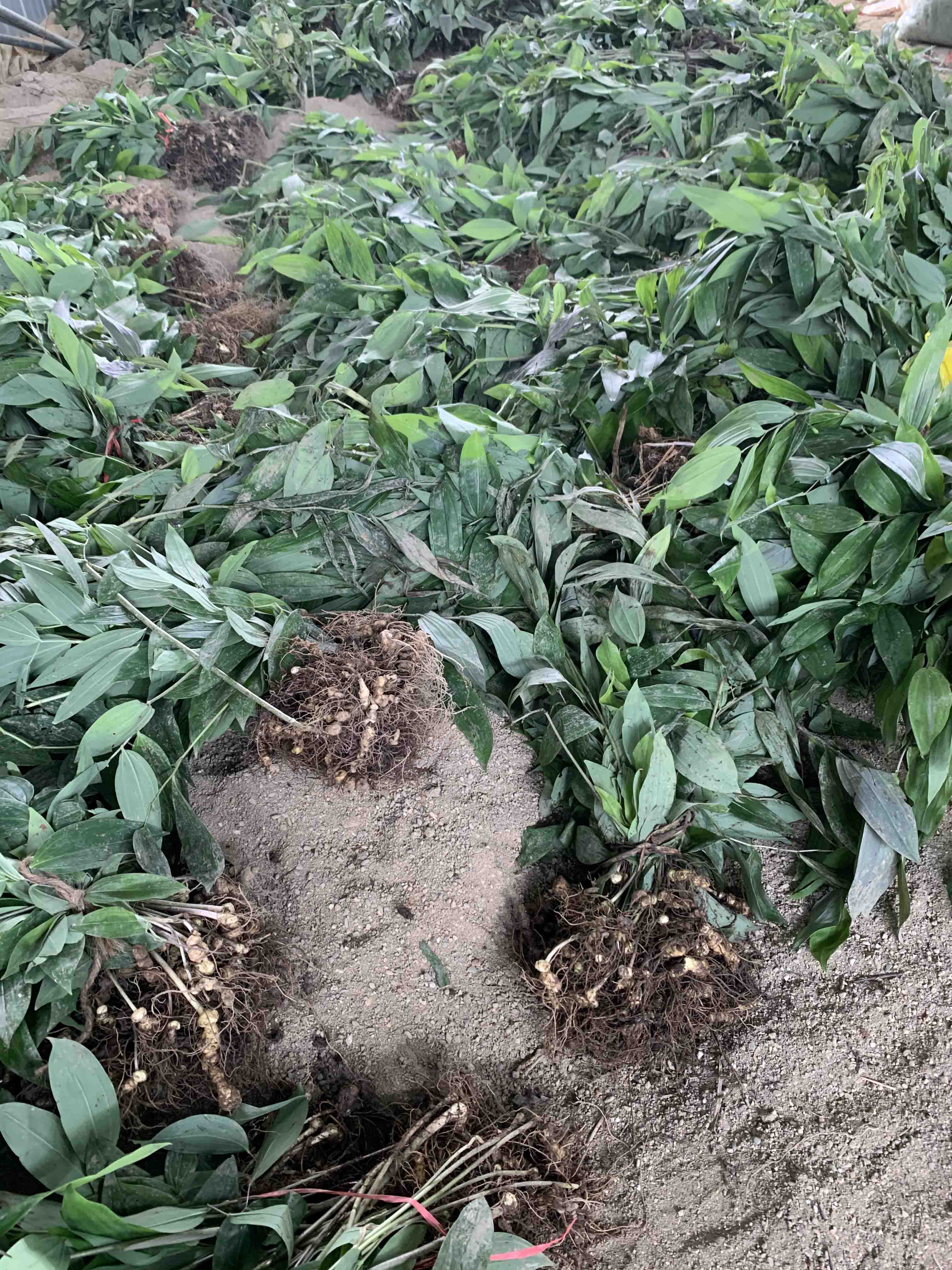 黄精种苗 道路庭院绿化造景苗 威颢苗木