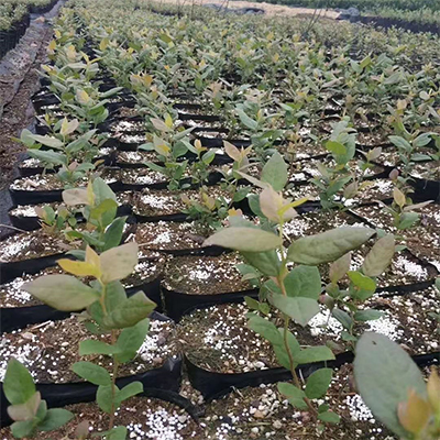 信盈PH值6-7.6基质土育苗土利于规模化培育提高植物的出苗率