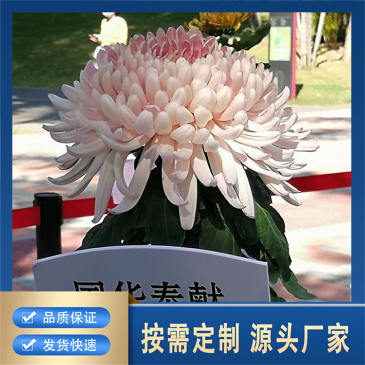 精品菊花精选厂家