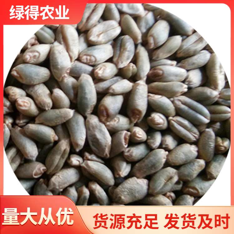 绿小麦热线