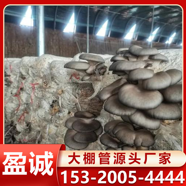 玻璃温室 蔬菜大棚骨架 蘑菇菌棚 镀锌大棚管厂家