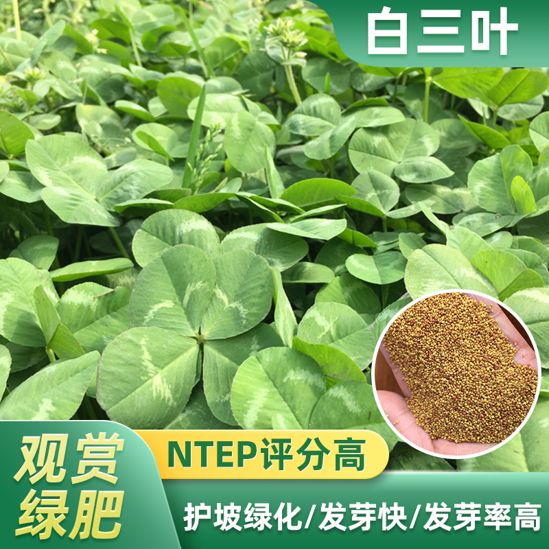 白三叶种籽四川成都批发牧草坪多年生匍匐型见绿快常绿红绛三叶厂