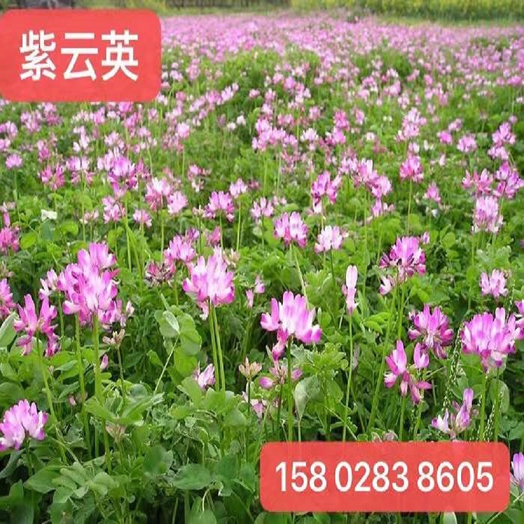 紫云英 四川基地批发牧草绿肥箭舌豌豆 光叶紫花苕箭筈舌豌豆种籽厂家
