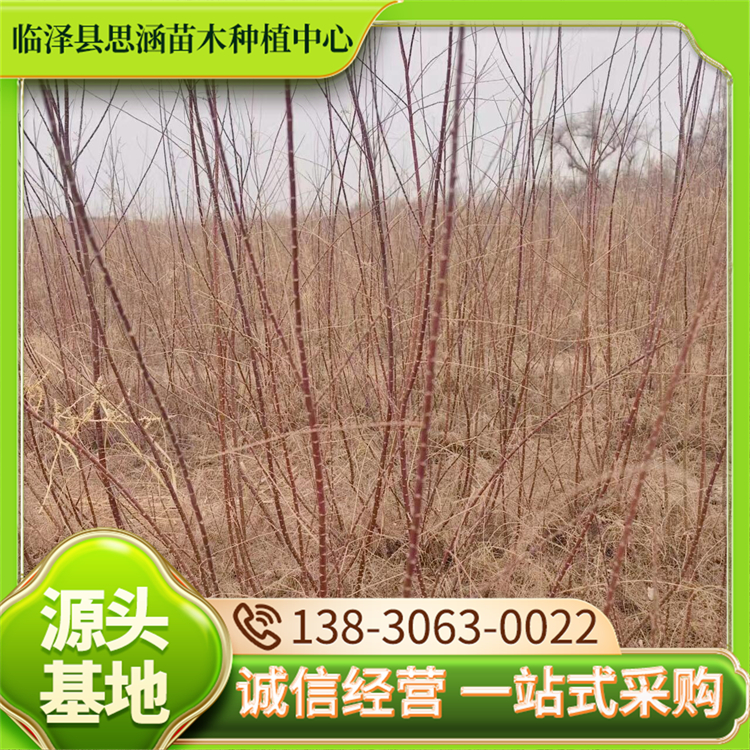 50公分柽柳苗 园林绿化工程苗 苗圃基地直发 根系发达 思涵