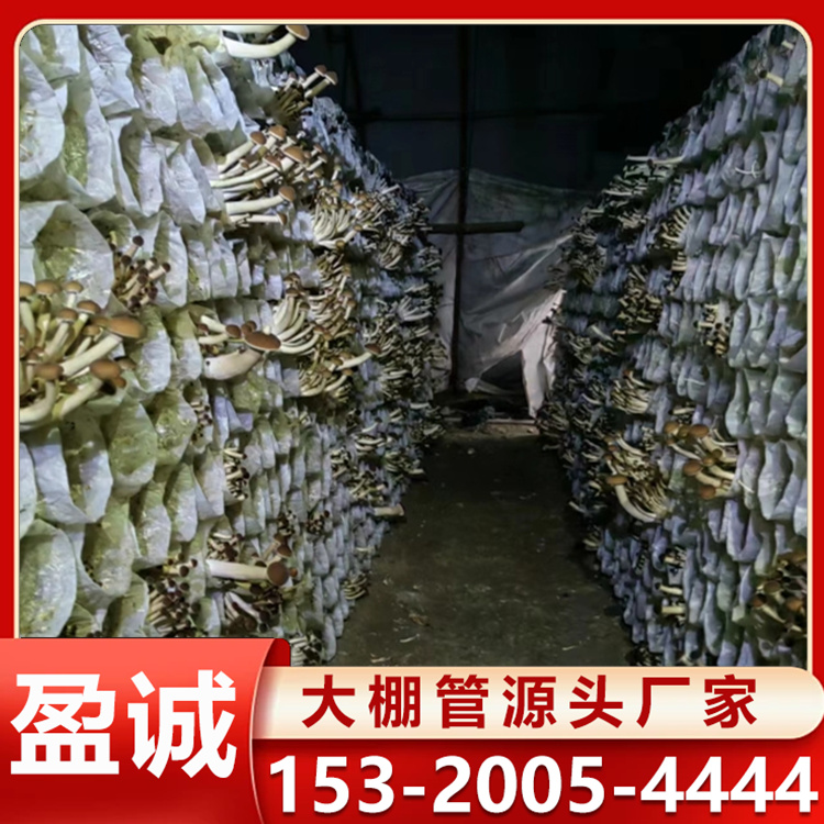 羊肚菌 蘑菇菌棚 日光式暖棚 双层拱棚 内外大棚 按需定制