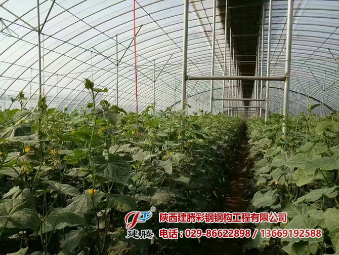 钢结构大棚
