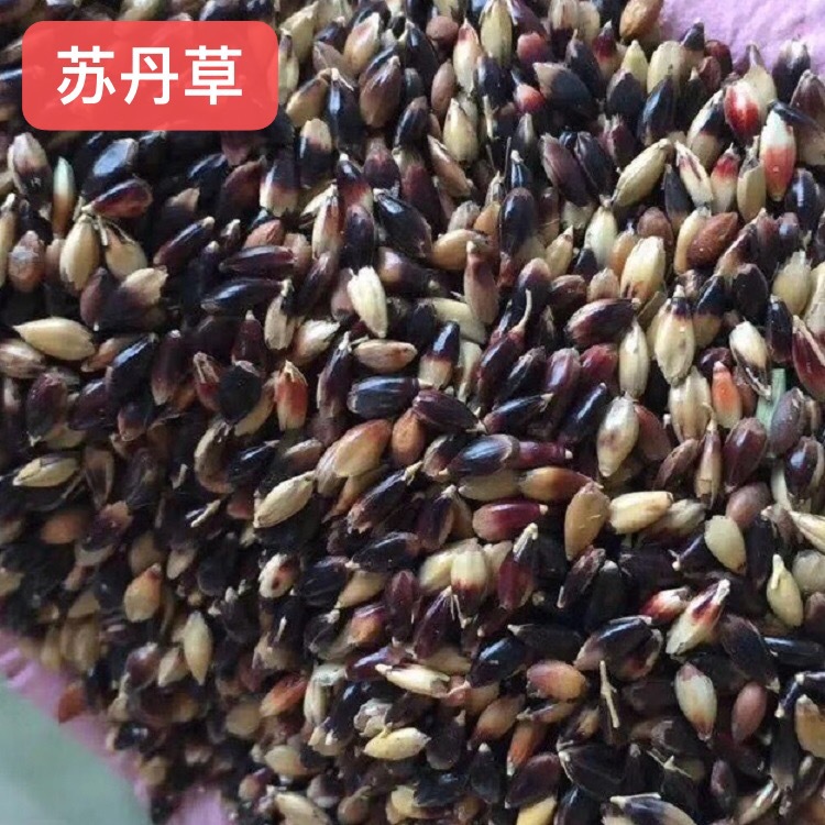 苏丹草种子四川批发高丹草草种高产牧草厂家货源墨西哥玉米草籽厂