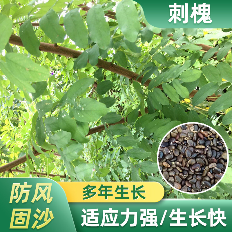 刺槐四川批发多花木兰豆常绿银合欢紫穗边坡爬山虎油麻藤黄花槐多少钱
