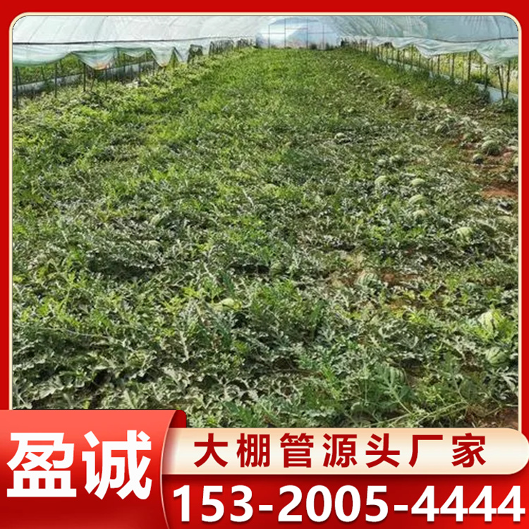 蔬菜玻璃温室 镀锌钢管 抗压保温透光好 西瓜大棚 承接工程