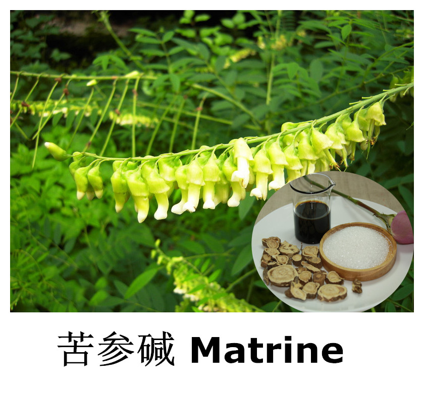 苦参碱浓缩液 苦参浸膏粉 工厂发货 可来料加工
