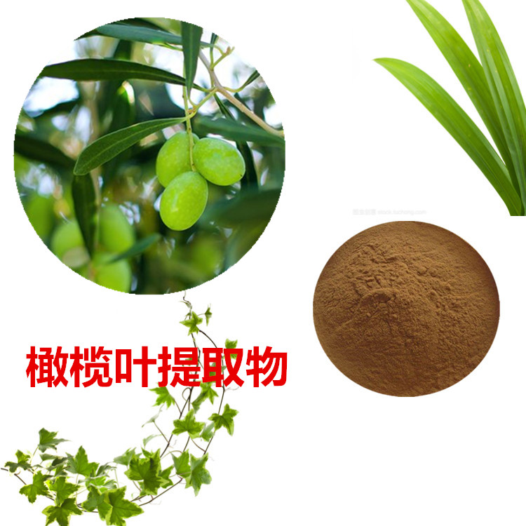 橄榄叶提取物 10:1 水提 橄榄叶浸膏 橄榄叶水溶粉 80目