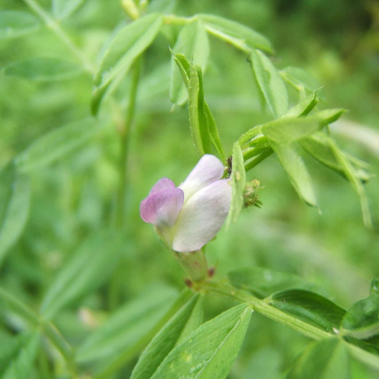 紫云英 四川基地批发牧草绿肥箭舌豌豆 光叶紫花苕箭筈舌豌豆种籽批发