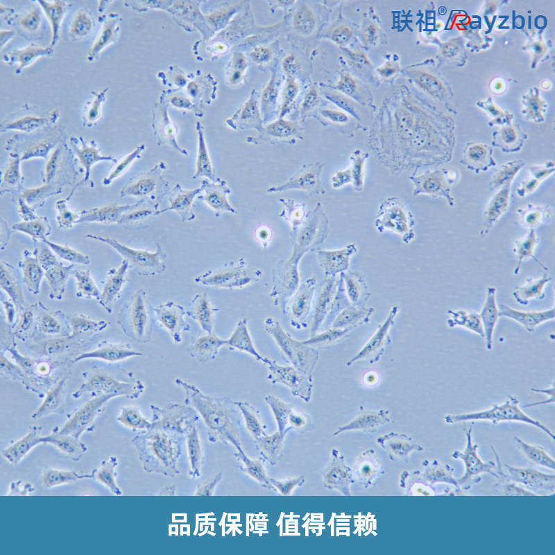 TAXOL紫杉醇耐药细胞株