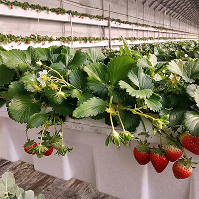 信盈PH值6.2-7.8草莓种植土绿植育苗用基质为幼苗提供营养能量