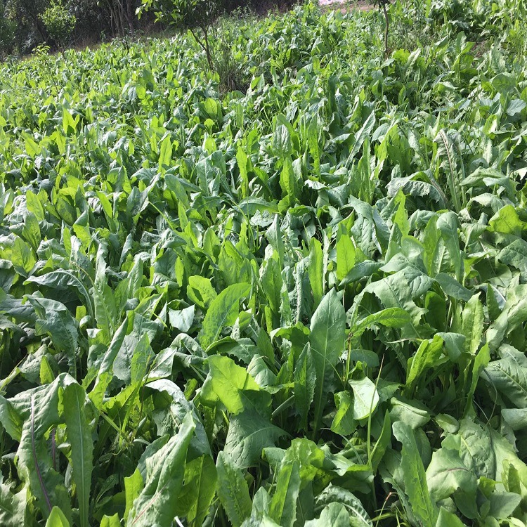 菊苣种籽 四川批发 耐寒高海拔藏区牧草甜高粱紫苜蓿混播草坪批发