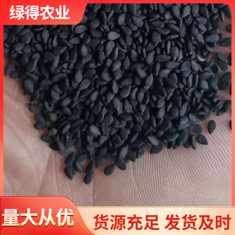 黑芝麻种子咨询