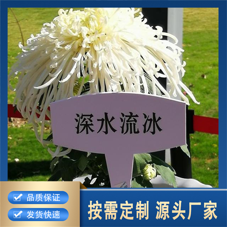精品菊花厂家报价