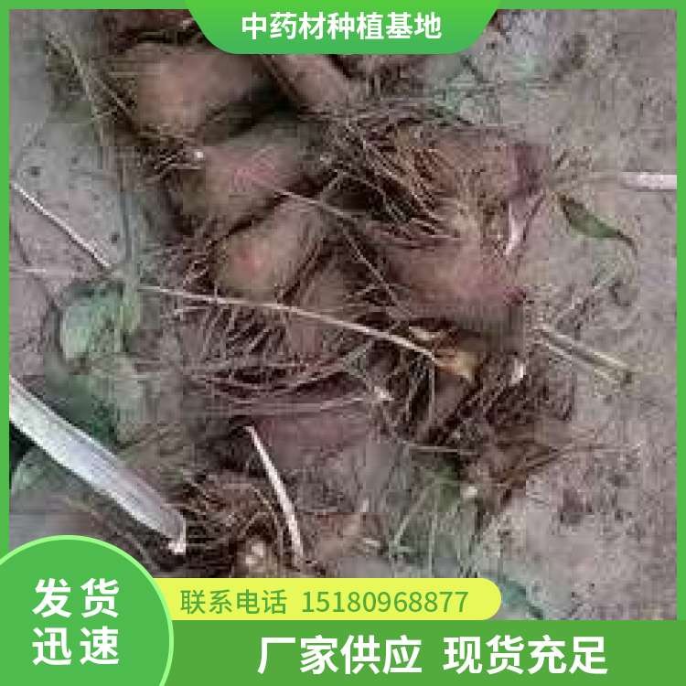 白术种子种苗 易种植 大量现货批发