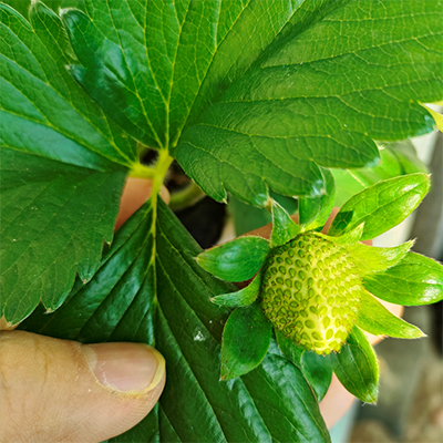 信盈PH值6.2-7.8育苗基质绿植育苗用基质为幼苗提供营养能量