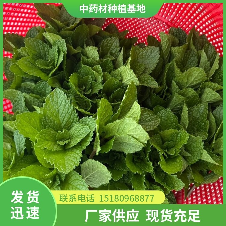 薄荷种苗 易种植 大量现货批发