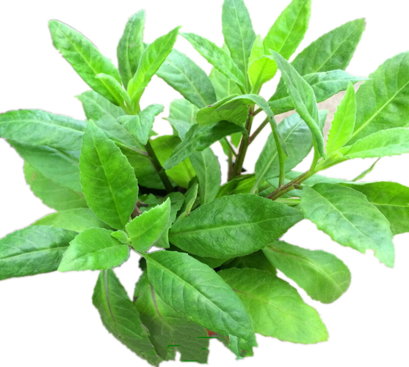 平卧菊三七粉 质量稳定 粉末细腻 水溶性食品原料 六盘韵生物