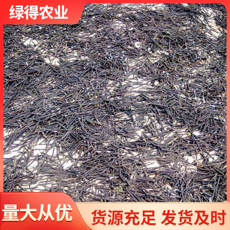 黑绿豆种子咨询热线