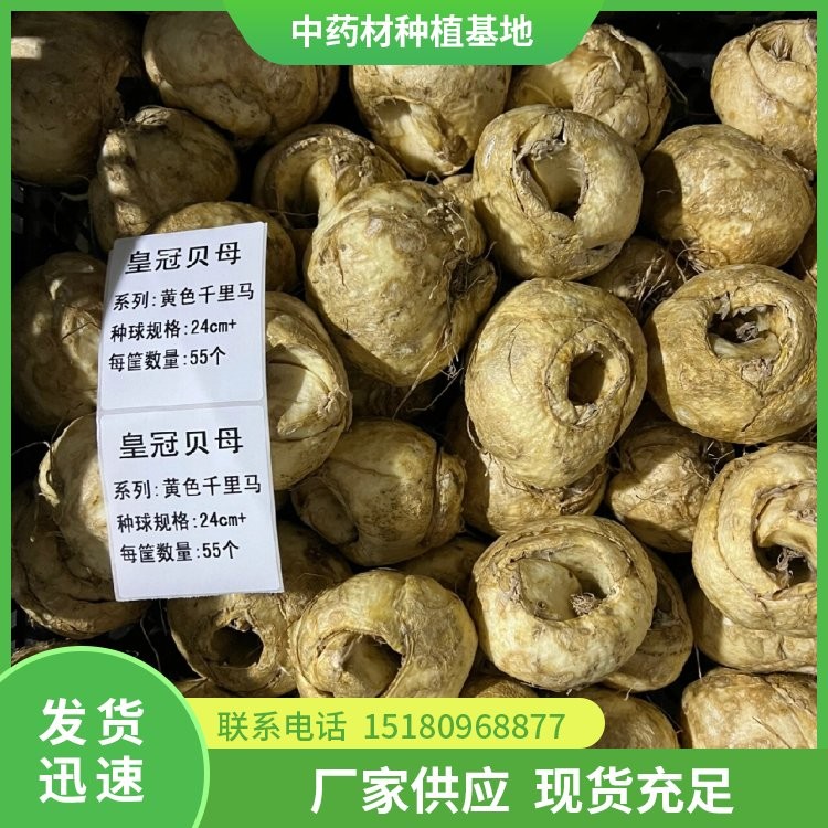贝母种苗 易种植 大量现货批发