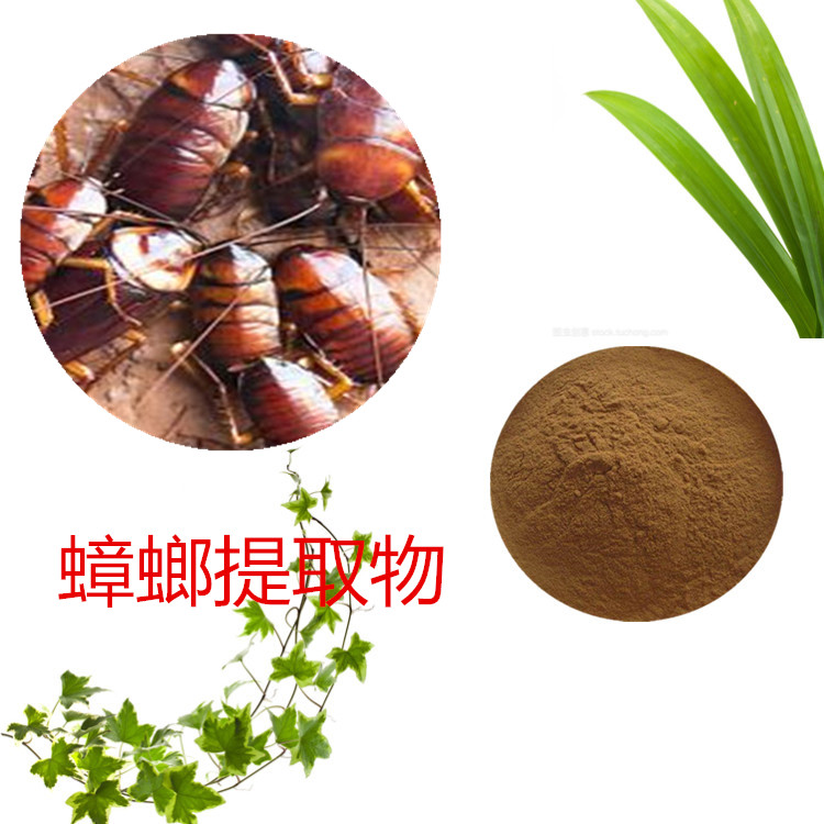 沃特莱斯生物 蟑螂提取物 速溶粉 喷雾干燥粉 1公斤起订 可寄样