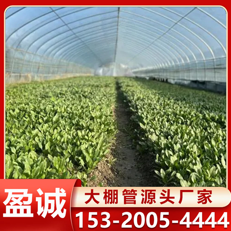养殖大棚 农业蔬菜大棚种植 保温取暖连栋温室 农业畜牧大棚管定制