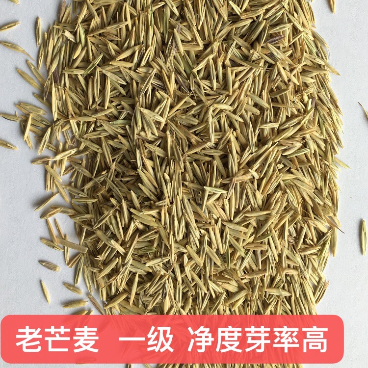 披碱草牧草种子 四川成都批发多年牧草 耐旱耐寒高海拔西藏老芒麦价格