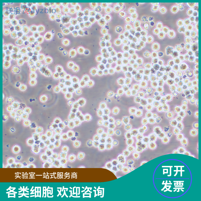 人牙髓干细胞批发