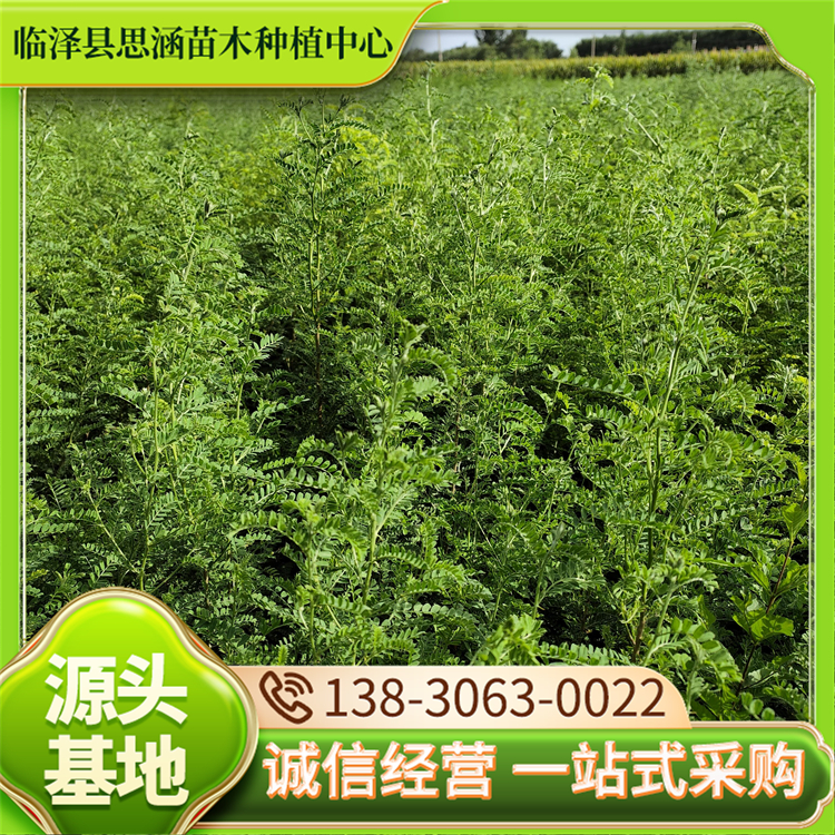 基地批发砂生槐 高度30-70公分 固沙造林绿化树 根茎健壮