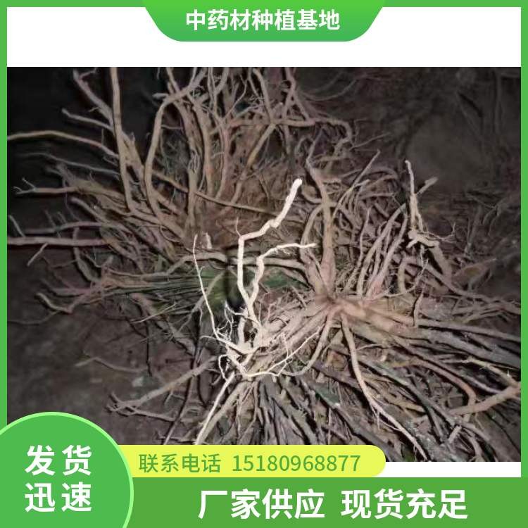 牡丹皮种苗 批发价格 易种植