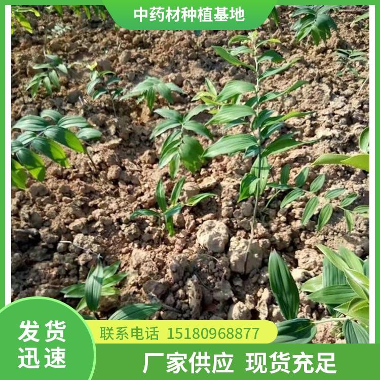 黄精种苗 批发价格 大量现货批发