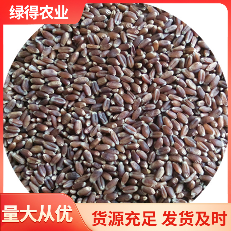 黑麦仁精选材质