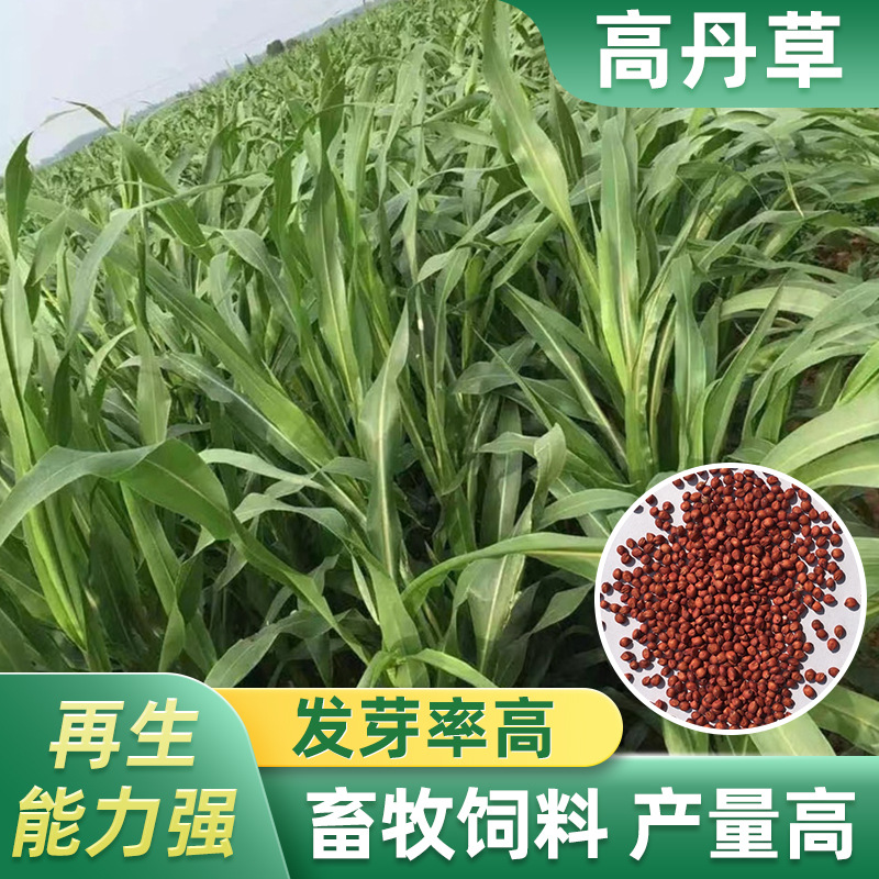 苏丹草种子四川批发高丹草草种高产牧草厂家货源墨西哥玉米草籽多少钱