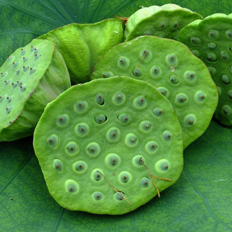 水溶莲子粉 桂圆莲子粉 代餐粉斯诺特生物定制