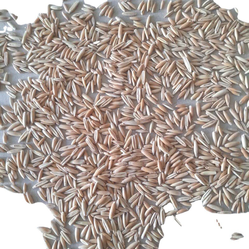 燕麦草种 四川厂家批发猫尾草 牛羊兔狗鸡鸭鱼食用甘阿凉藏区放牧