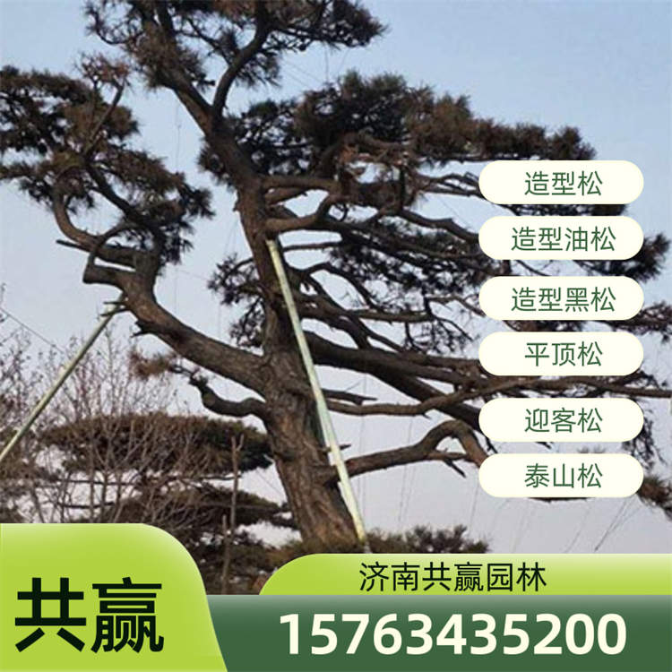 造型松 造型黑松 造型松基地 共赢园林