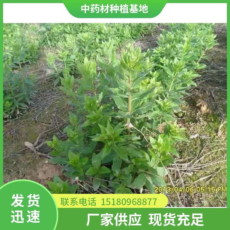 桔梗种子 批发电话 种植基地批发