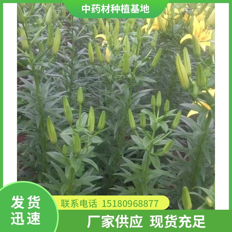 百合种苗 批发价格 大量现货批发