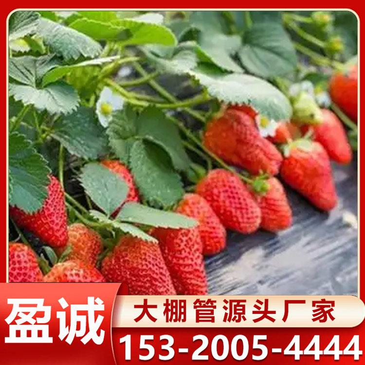 连栋大棚 温室连体大棚 草莓棚 智慧农业大棚 果树避雨大棚