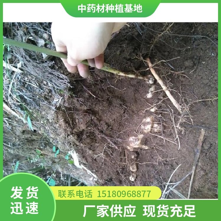 牡丹皮种苗 批发电话 种植基地批发